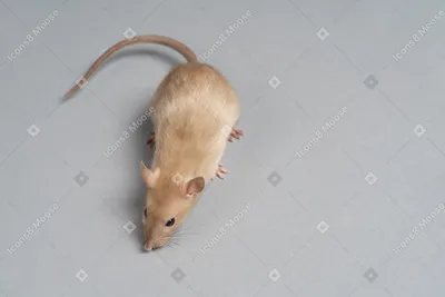 Анимированная серая мышь для ходьбы 3D Модель $14 - .c4d .dae .fbx - Free3D
