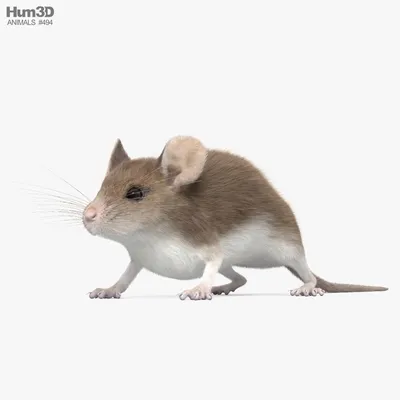 Серая мышь»: препарируем манипулятора | PopCorn | Дзен