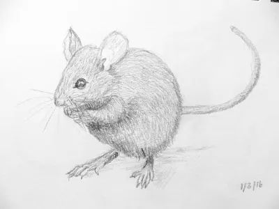 Животное серая мышь - 64 фото