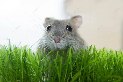 Фото Милая пушистая серая мышь