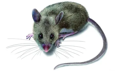 Маленькая серая мышь - отец со своей газетой (18) - PICRYL Изображение в  общественном достоянии