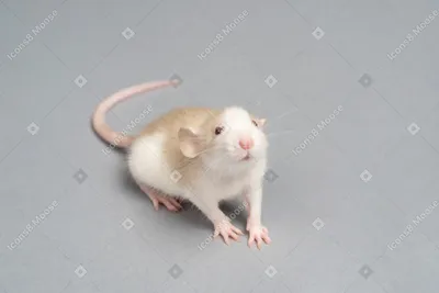серая мышь стоковое изображение. изображение насчитывающей жизнь - 18845935
