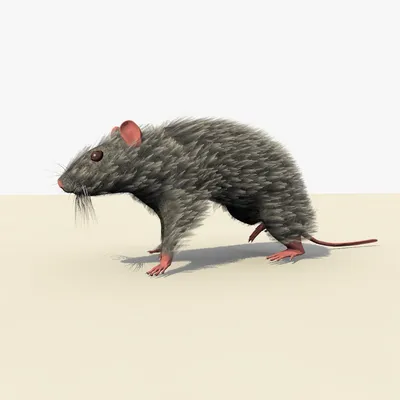 Маленькая Серая Мышь Сидит Верхний Угол — стоковые фотографии и другие  картинки Мышь - животное - Мышь - животное, Грызун, Вредитель - iStock