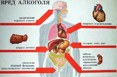 Как алкоголь влияет на сердечно-сосудистую систему | Rehab