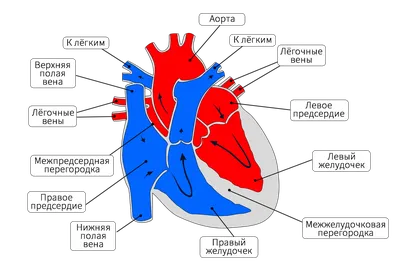 Сердце - Kenhub