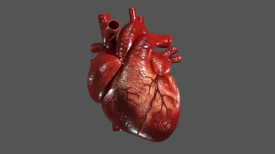анатомия сердце | Анатомия человека, Учащиеся медучилища, Медицинские  училища