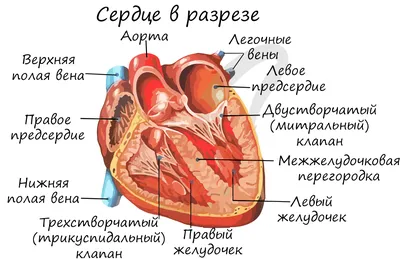 Анатомия и механизм работы сердца | Альянс ПРО