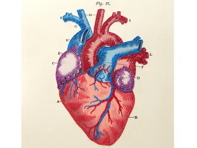 Сердце и сосуды, подготовка к ЕГЭ по биологии