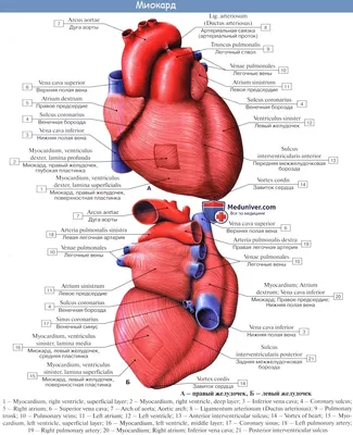 Сердце картинки анатомия - 78 фото
