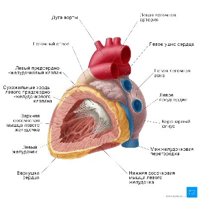 Анатомия: Проводящая система сердца