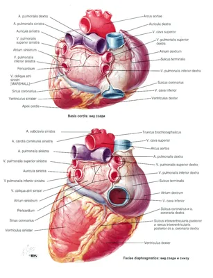 Строение сердца💉 | Сердце
