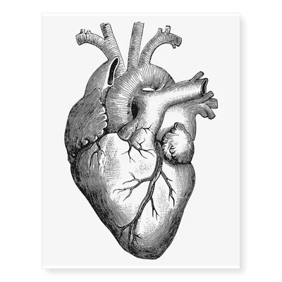 Сердце человека анатомия» — создано в Шедевруме