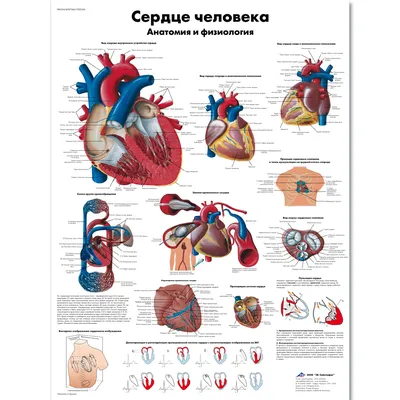 Сердце - Анатомия человека | Физиология человека