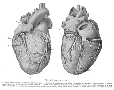 Рисунок сердца в разрезе - 74 фото