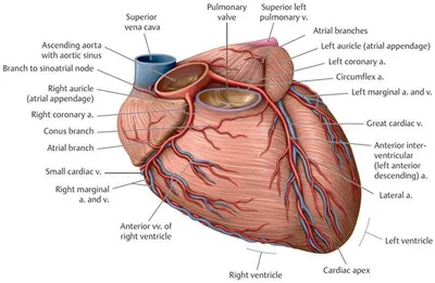 Сердце : нормальная анатомия | e-Anatomy