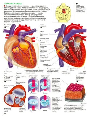 Плакат медицинский Сердце человека, анатомия и физиология купить по низкой  цене в интернет-магазине МедикоСнаб