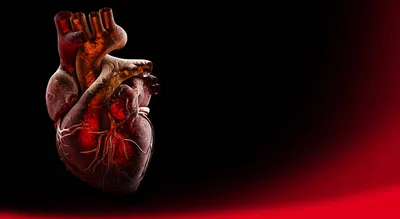 Коронарные артерии. Перевод терминов и аббревиатур артерий сердца |  medtran.ru