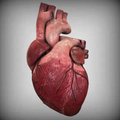 Иллюстрация анатомия человека. сердце в стиле инфографика