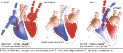 Сердце | Пикабу