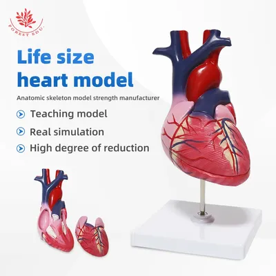 Анатомия, сердце, сердце из красного…» — создано в Шедевруме