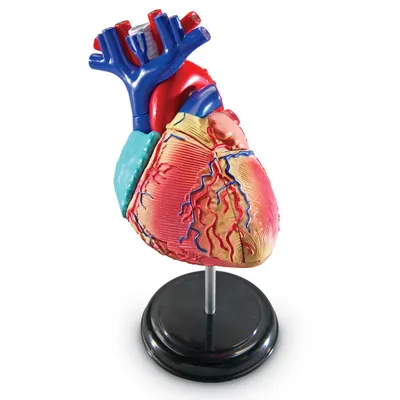 Анатомия сердца (средний уровень) - Цифровой урок - Цифровое образование и  обучение Мozaik
