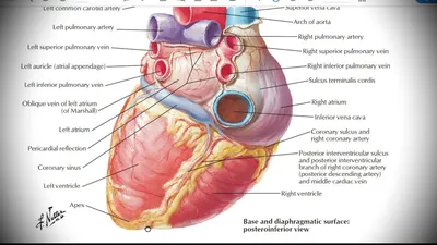 Анатомия сердца человека. 3D: стоковая иллюстрация, 1120163636 |  Shutterstock