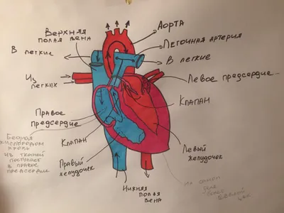 Демонстрационная модель Анатомия человека. Сердце человека: купить для школ  и ДОУ с доставкой по всей России