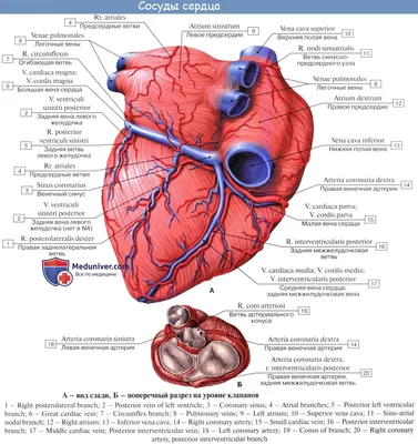 Рисунок обычное сердце - 63 фото