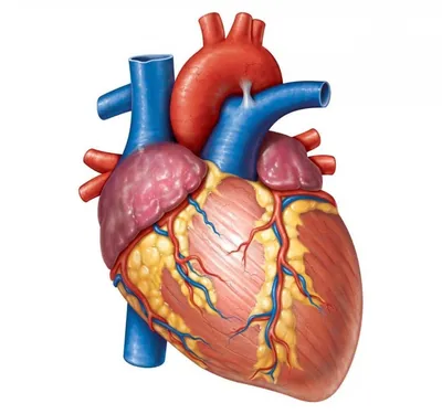 Анатомия Сердца Системы Кровообращения Человека стоковое фото ©magicmine  389216900