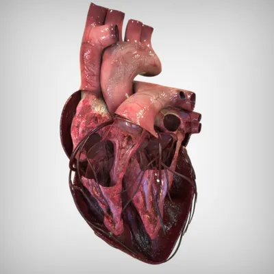 19 частей, Анатомия человека, структура тела, сердце, внутренние органы,  модель головного мозга, медицинские Обучающие органы, туловище 28 см |  AliExpress