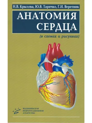 Сердце - анатомия человеческого сердца изолированная на белизне Иллюстрация  штока - иллюстрации насчитывающей здоровье, орган: 40423918