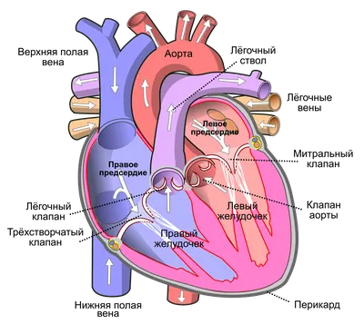 Сердце человека фото анатомия фото