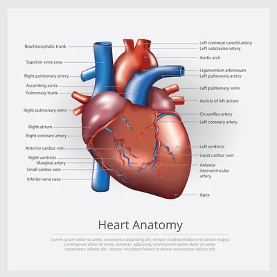 Сердце человека анатомия векторные иллюстрации | Премиум векторы