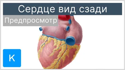 Анатомия сердца, Heart Body s, вымышленный персонаж, человеческое тело,  красный png | PNGWing