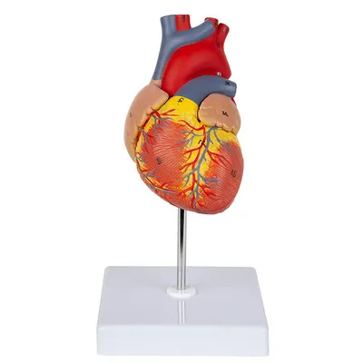 Анатомия сердца - 3D-сцены - Цифровое образование и обучение Мozaik