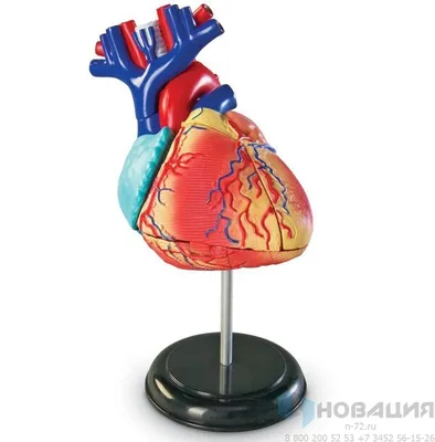 Сердце — стоковые фотографии и другие картинки Сердце человека - Сердце  человека, Анатомия, Трёхразмерный - iStock