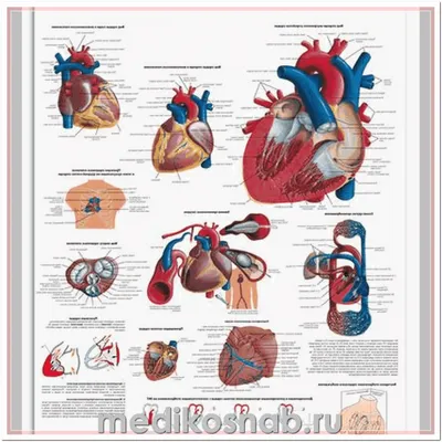 Сердце вид сзади (предпросмотр) - Анатомия человека | Kenhub - YouTube