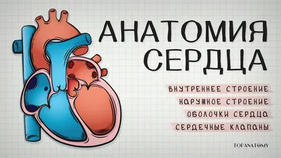 Макет \"Сердце человека\" - купить с доставкой по выгодным ценам в  интернет-магазине OZON (1270362755)