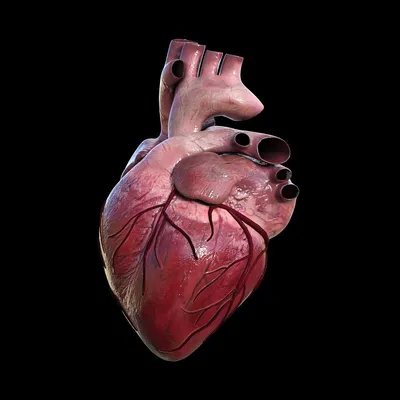 Файл STL Сердце человека 🩻・Шаблон для загрузки и 3D-печати・Cults
