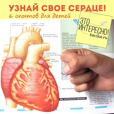 Сердце, анатомия человека» — создано в Шедевруме
