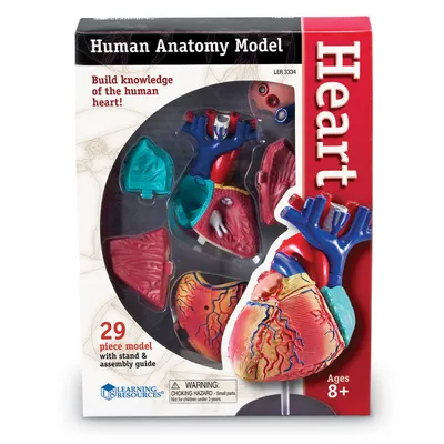 Файл OBJ анатомия сердца 🎒・3D модель для печати скачать・Cults