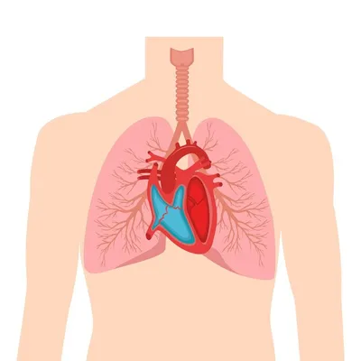 Сердце : нормальная анатомия | e-Anatomy