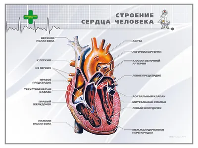 Как работает сердце человека | Консультация аритмолога в Минске DOKTORA.BY