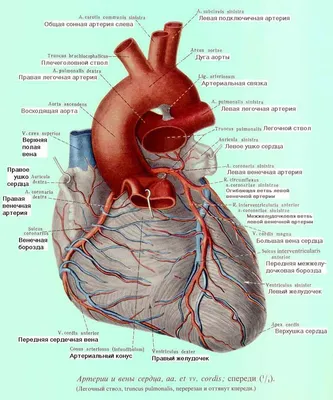 Сердце человека картинки - 79 фото