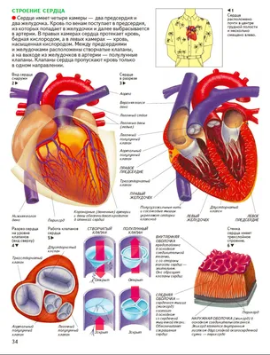 Сердце (постер). В наличии и англоязычный вариант. | Анатомия сердца,  Женская репродуктивная система, Учащиеся медучилища
