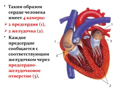 Детям о сердце. 6 экспериментов - tavika.ru