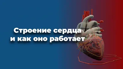 Сердце Человека — стоковые фотографии и другие картинки Анатомия - Анатомия,  Аорта, Диссекция - iStock