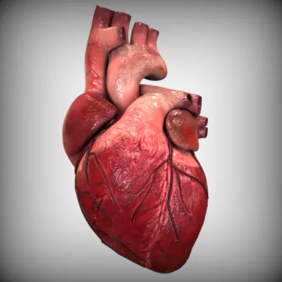 Зачем нужны узоры на сердце?