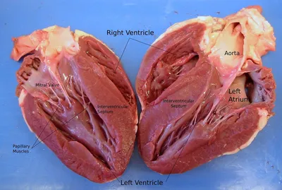 Сердце Человека — стоковые фотографии и другие картинки Сердце человека - Сердце  человека, Изолированный предмет, Белый фон - iStock