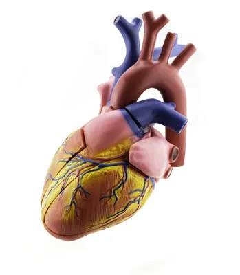 Как работает сердце человека | Консультация аритмолога в Минске DOKTORA.BY